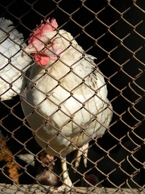 个提升球队 个提升球队